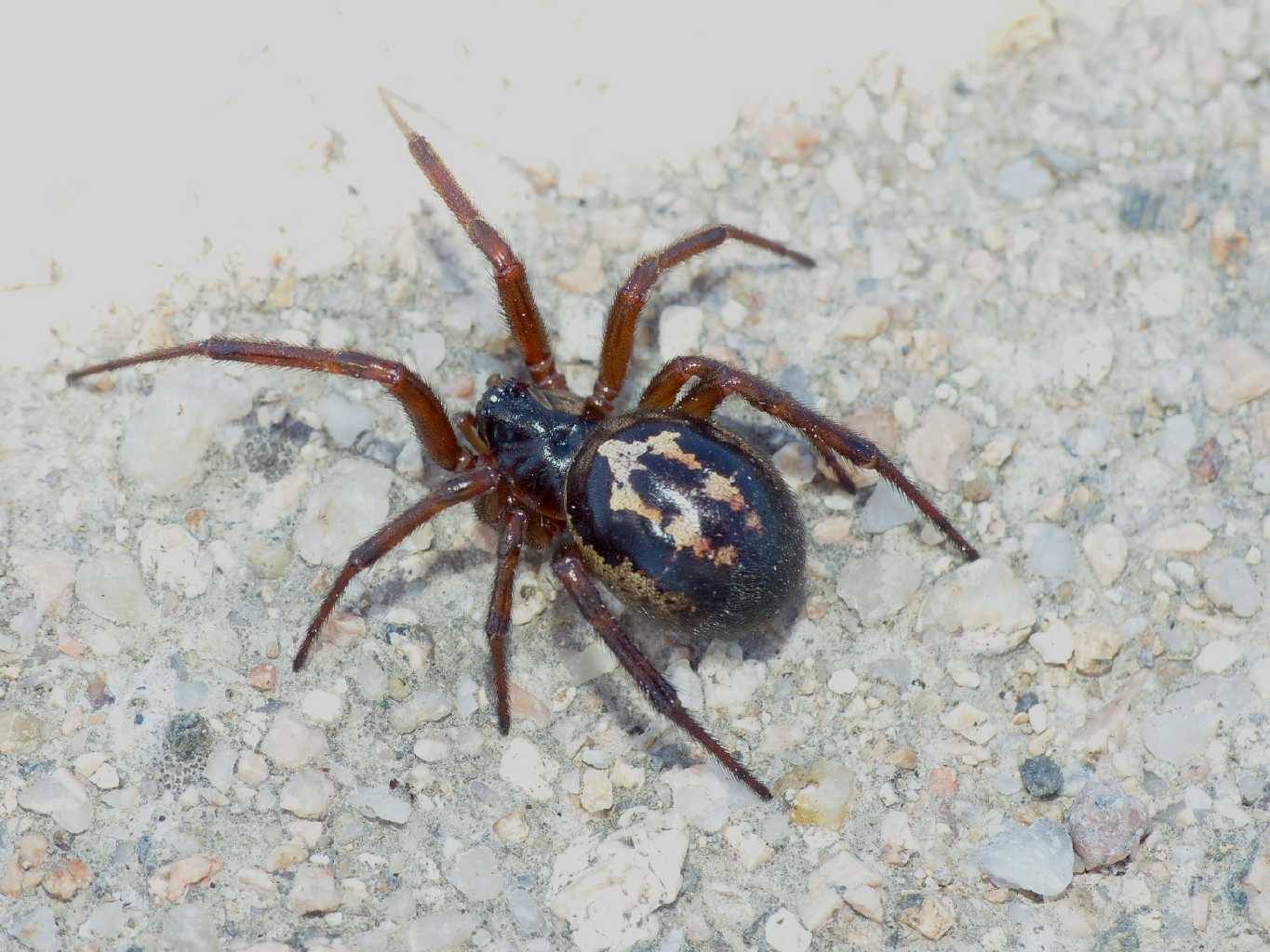 Steatoda nobilis sarda - S. Teresa G. (OT)